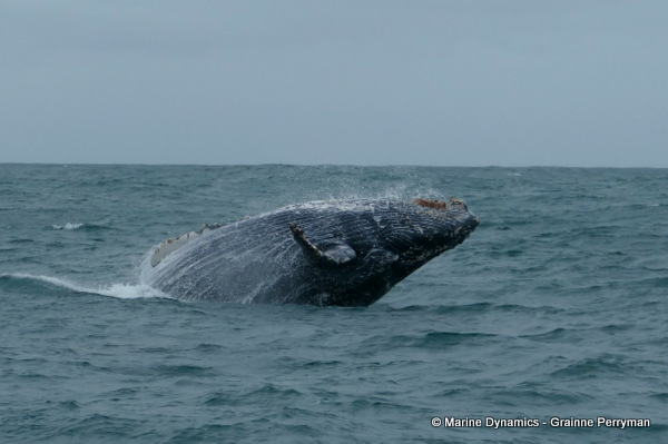 Humpback whale, South Africa